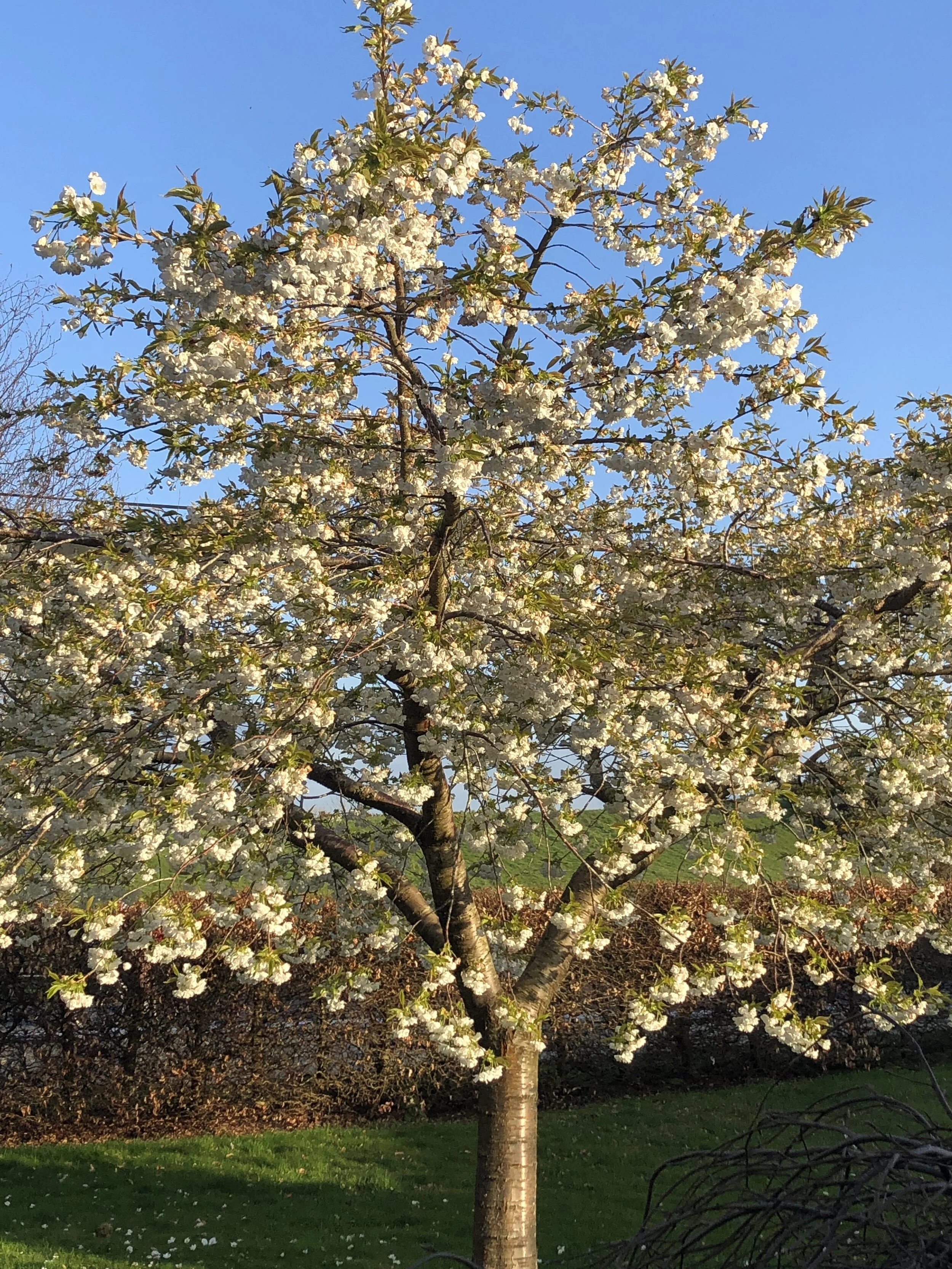 A trip to Donegal, Teenage Theme Night #22, and the cherry blossom tree.