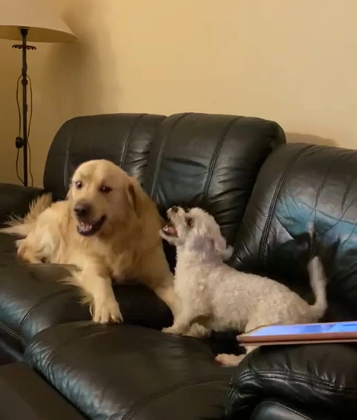 Risking his life for love...