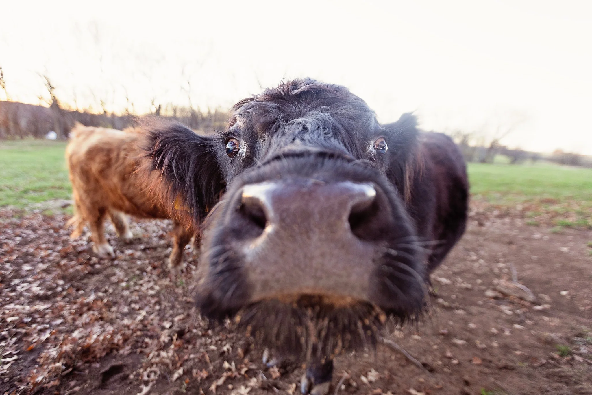 Cute farm animals in listing photos&hellip;

Love them or leave them out?

Here&rsquo;s my take:

They&rsquo;re fun (obviously 😂), but acreage buyers aren&rsquo;t all shopping for the same dream.

Some want horses.

Some want a giant workshop.

Some