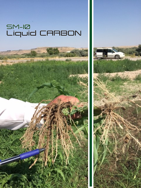 SM-10 Corn Trials Root Biology (LEFT).jpg