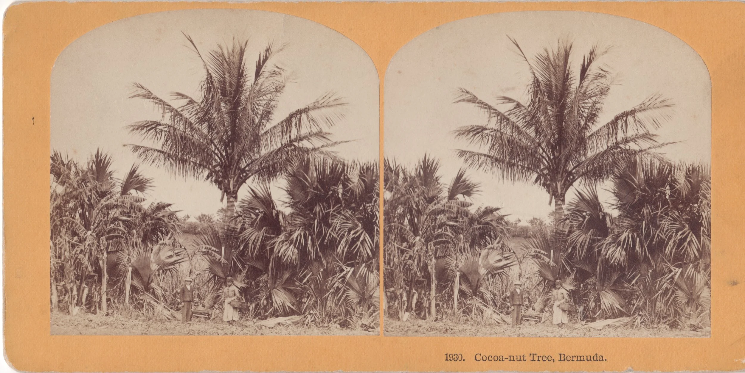 Rare Kilburn Brothers Stereoview depicting a Coconut Tree, Bermuda