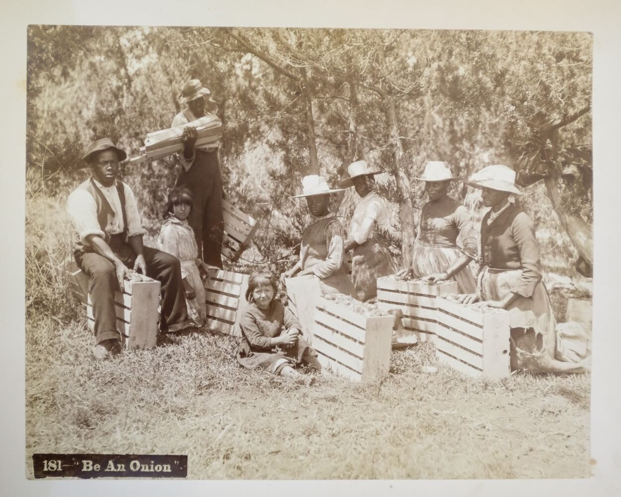 Bermudian onion farmers taking a break from their labors. Late 19th century albumen photograph (anonymous photographer)