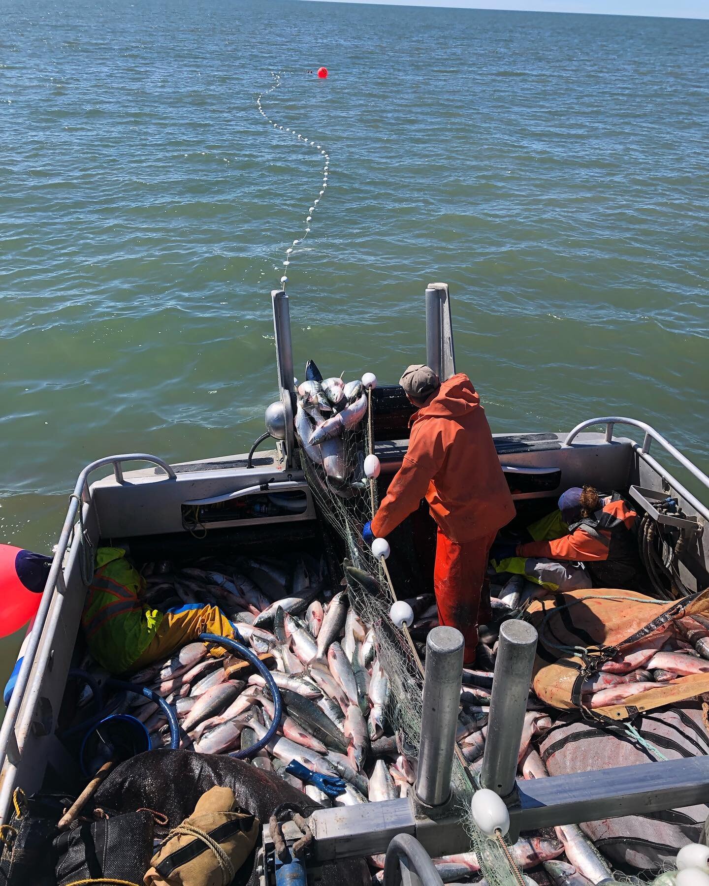 2022 in the history books! Record year for Bristol Bay Salmon!
Epic year with great crew and lots of fish!
Happy to be apart of a sustainable fishery with healthy and growing populations of fish returning each year! 
Thanks Alaska Department of Fish 