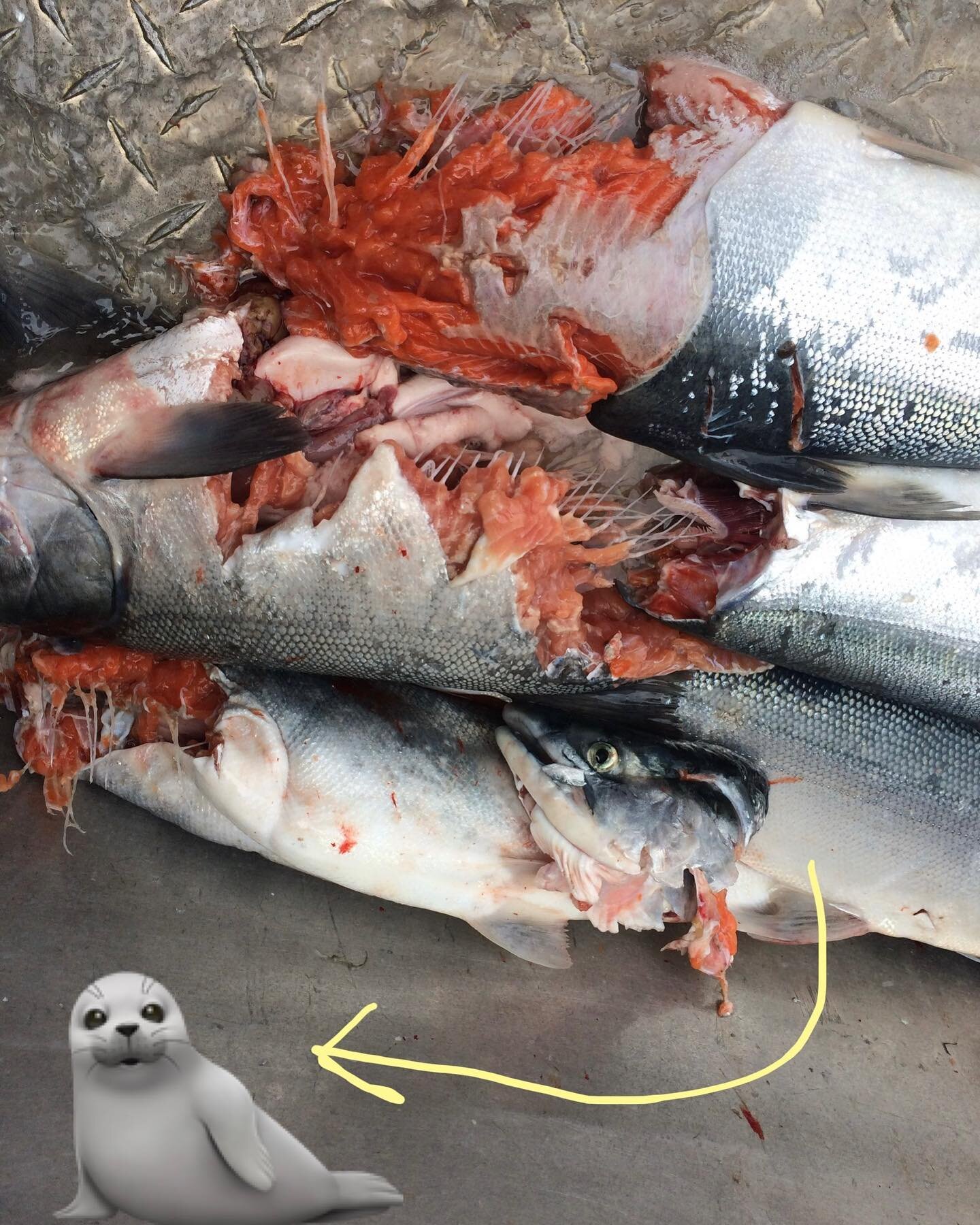 A Seal&rsquo;s meal time.
When they aren&rsquo;t balancing beach balls on their noses&hellip;

#commericalfishing #fishermanslife #fishermanslife⚓️ #shityoudealwith