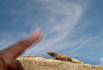 lizard+darion+smith+carla+bergston.png