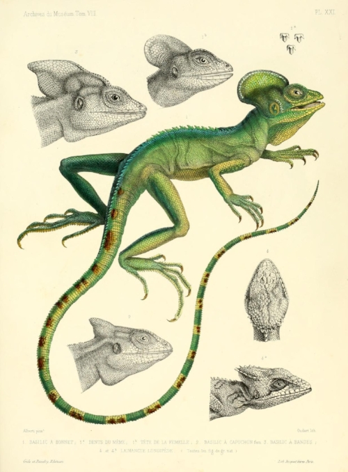 Source: by Biodiversity Heritage Library is licensed under CC BY 2.0