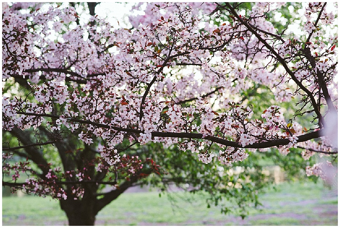 Cherry Blossom Engagement Session | Indigo Lace Collective | Joy Wed blog | http://www.joy-wed.com