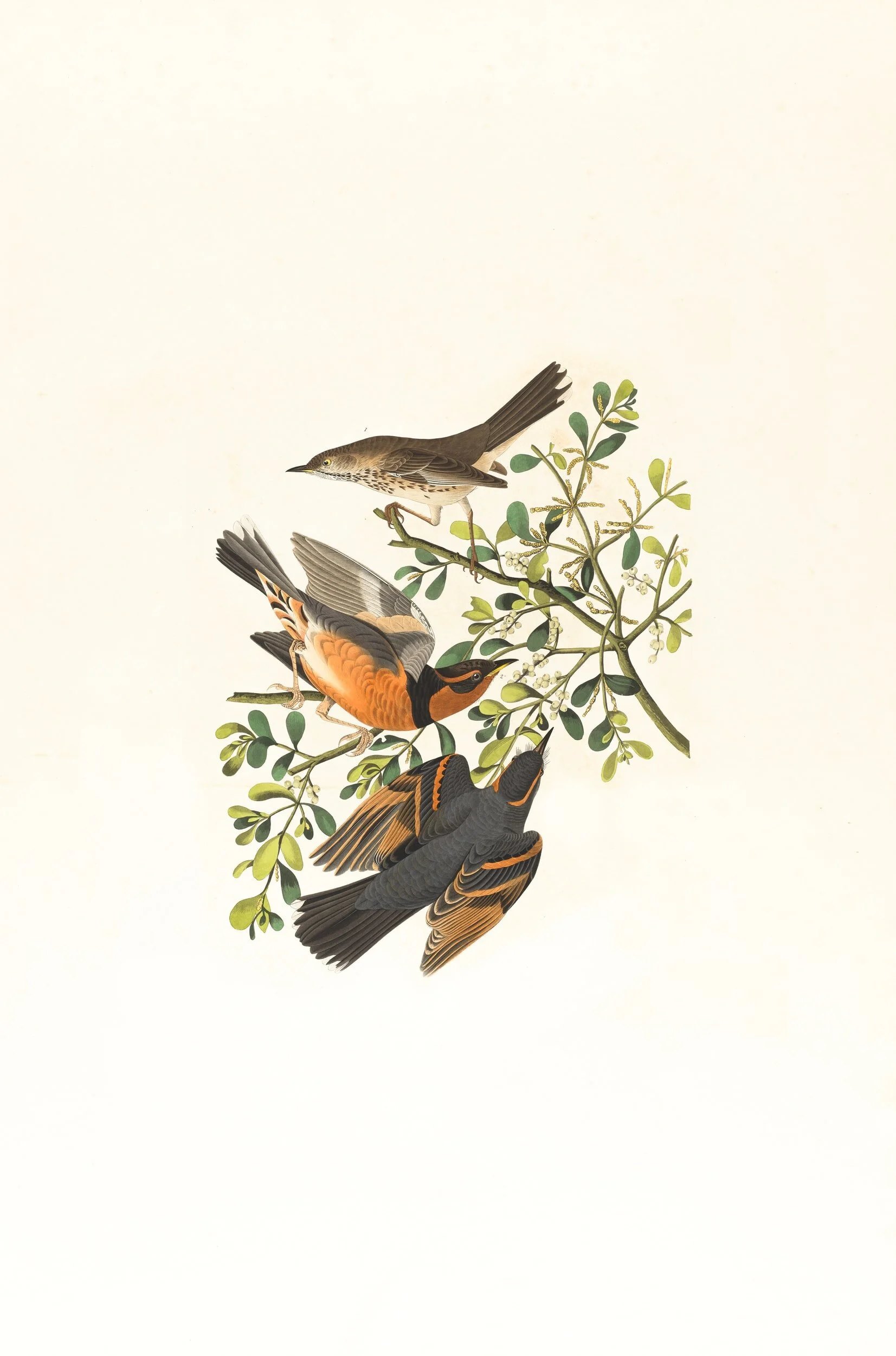 Small Birds