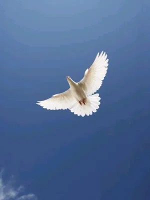 holy spirit dove.jpg