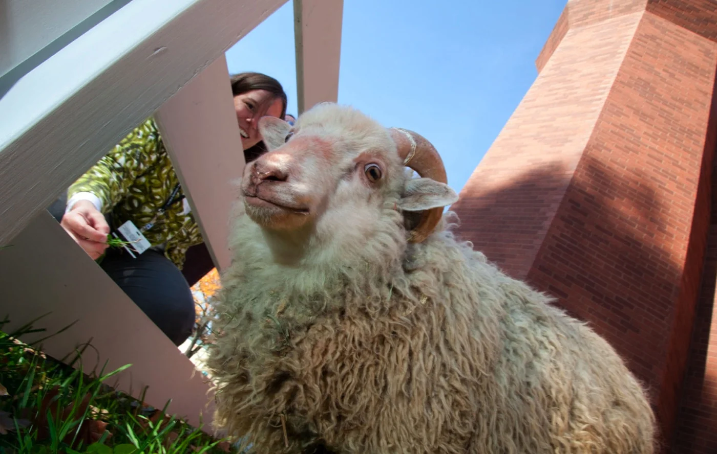 Shetland ram with visitor at project site