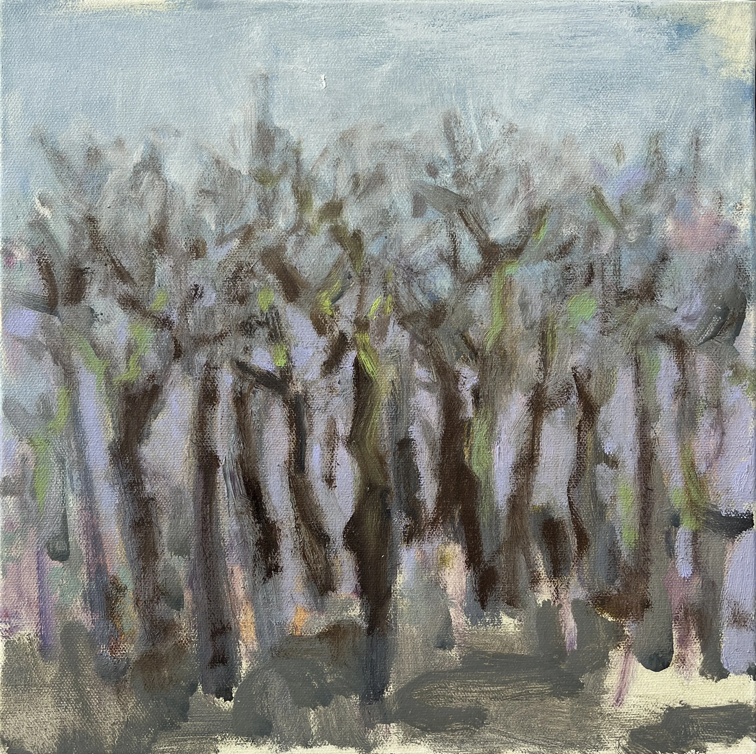 Truro Woods in Spring