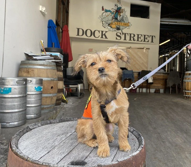 Dock Street x PAWS Found Friends, a Hazy IPA Benefiting Philly's Homeless Pets