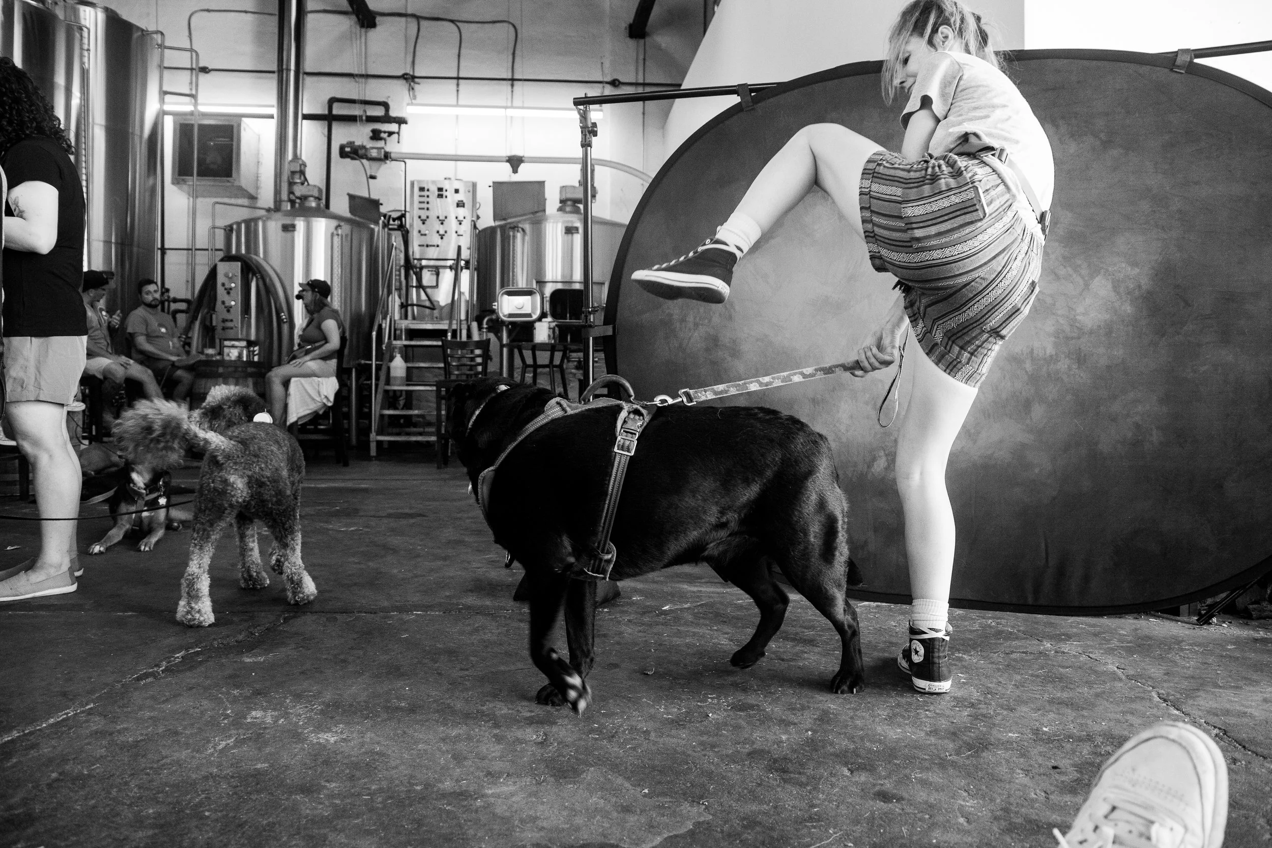 dog in brewery bar dog friendly 4.jpg