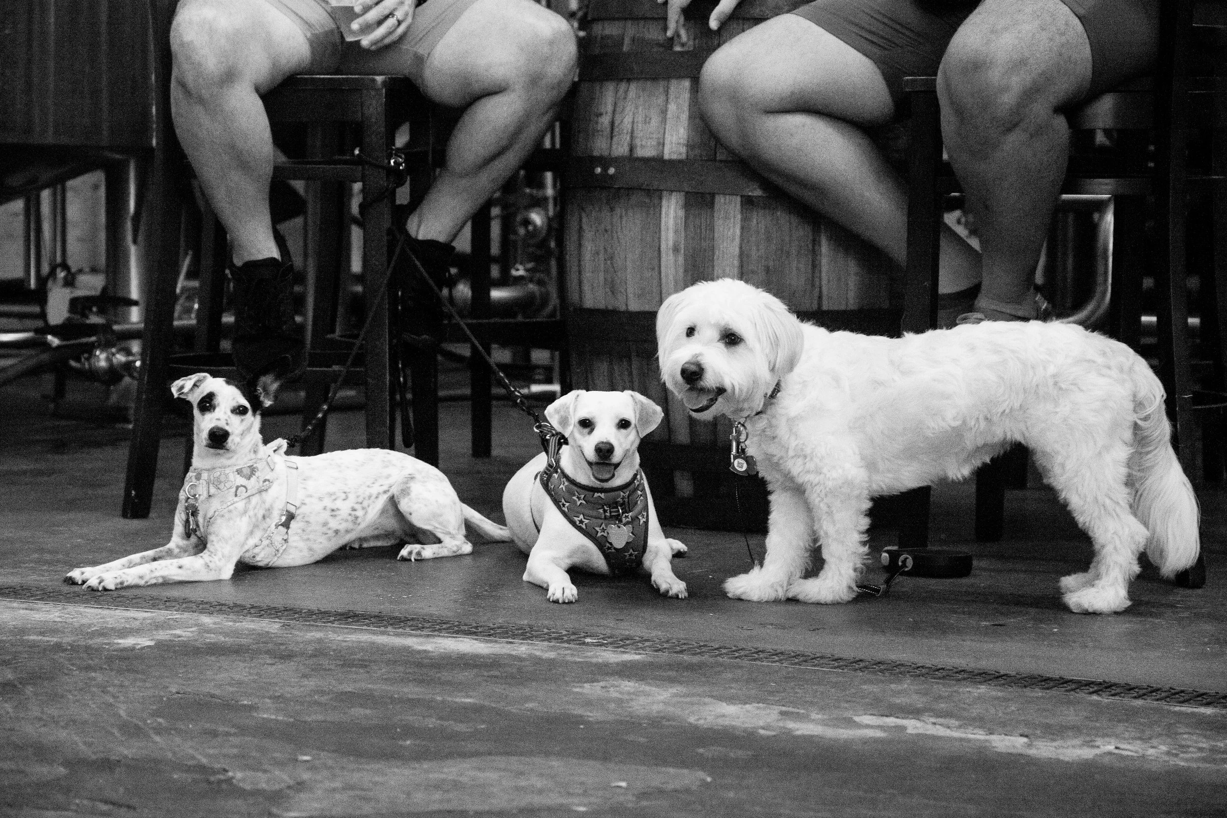dog in brewery bar dog friendly 2.jpg