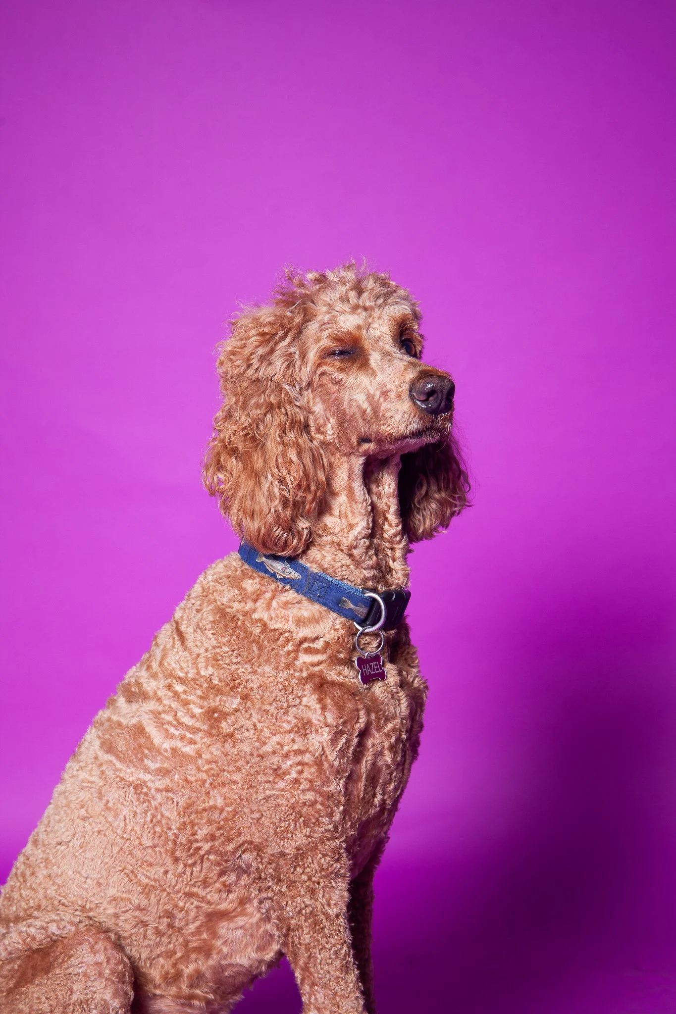 Pride Pawtraits and Fundraiser!