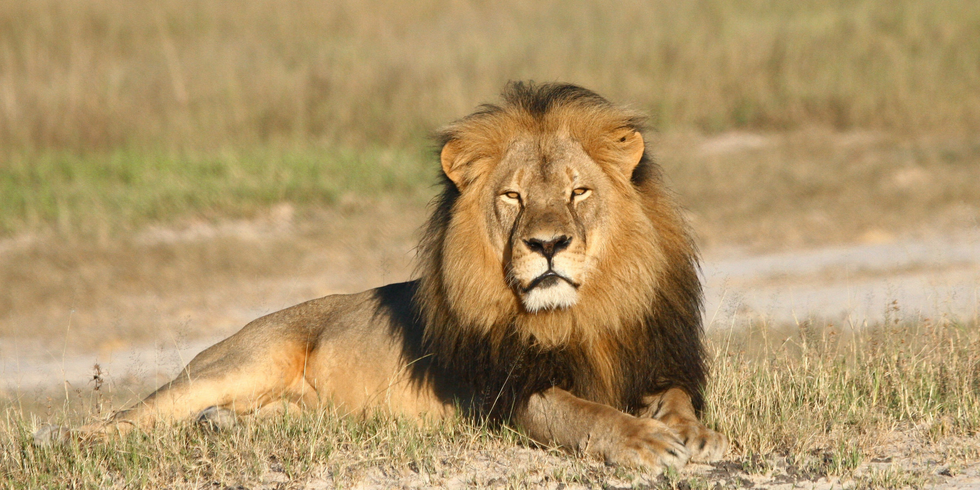 Cecil the Lion's Legacy of Conservation