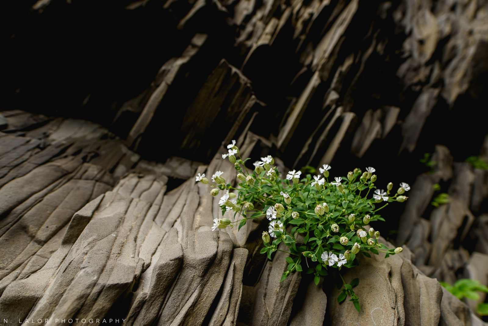 Plants in the Hálsanefshellir cave at the black sand beach - only visible during low-tide. From my trip to Iceland in 2018. Photograph by Nataliya Lalor.
