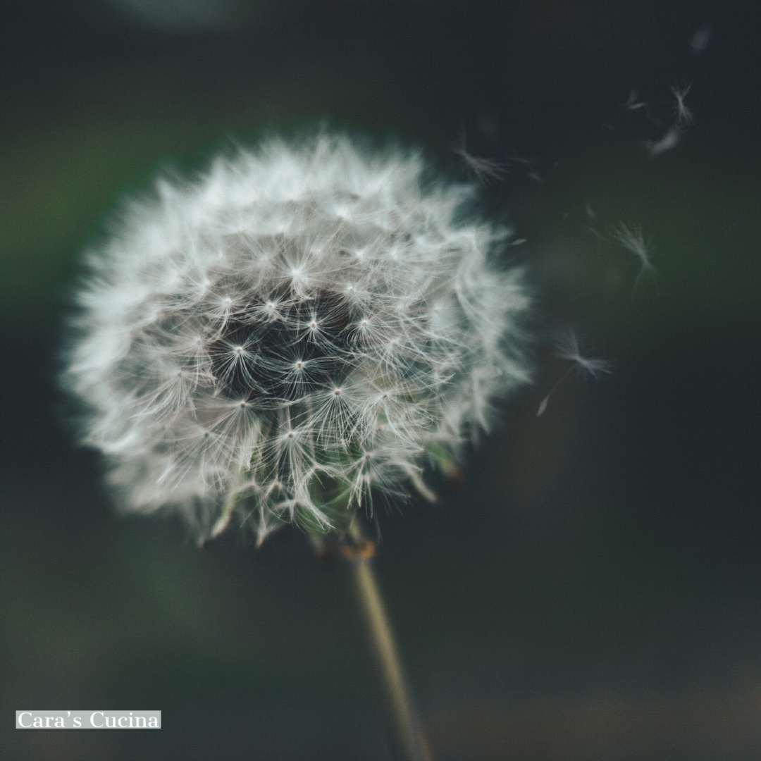 dandelion.jpeg