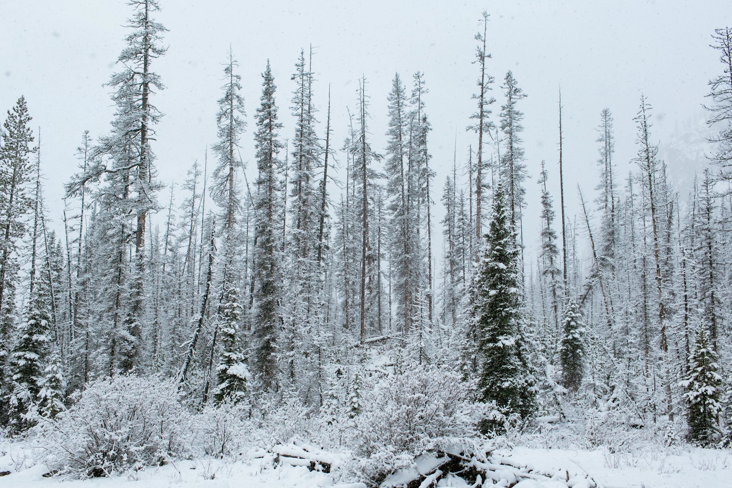 Christmas Eve Service