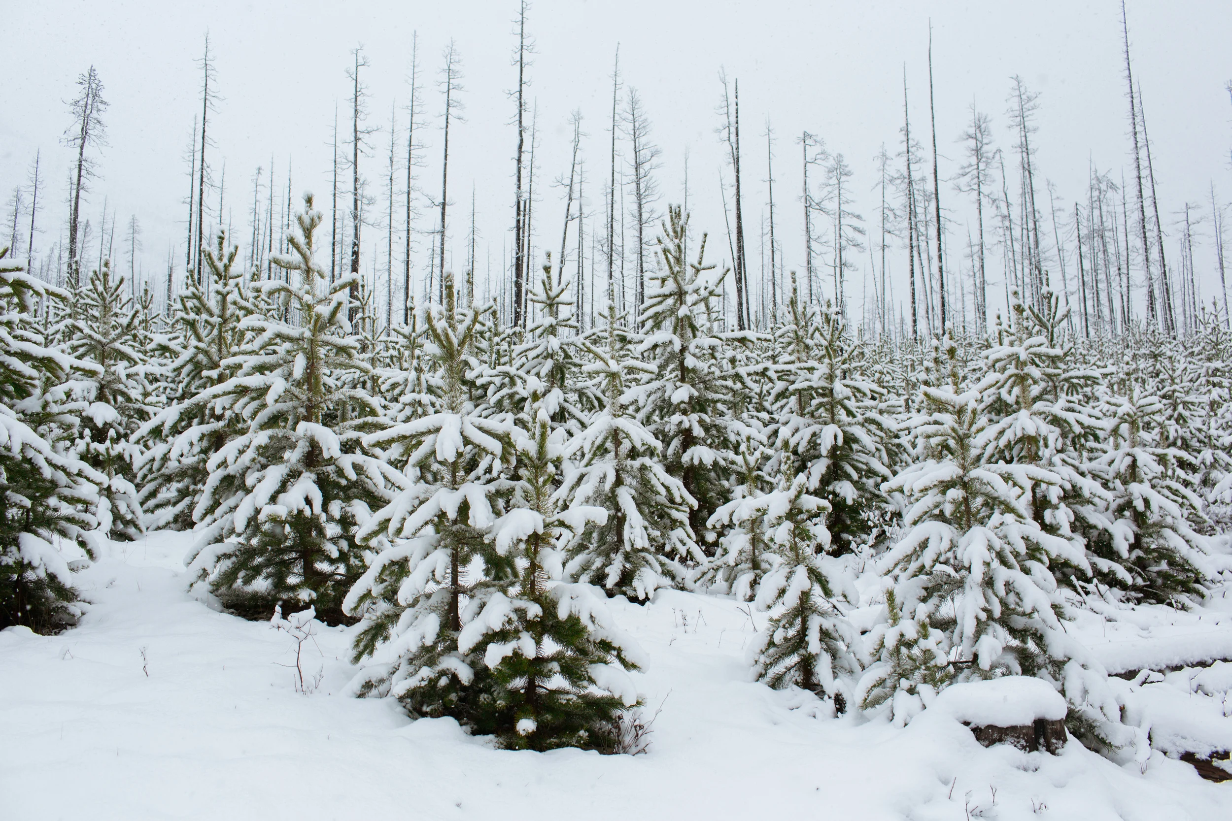 White Christmas in Narnia