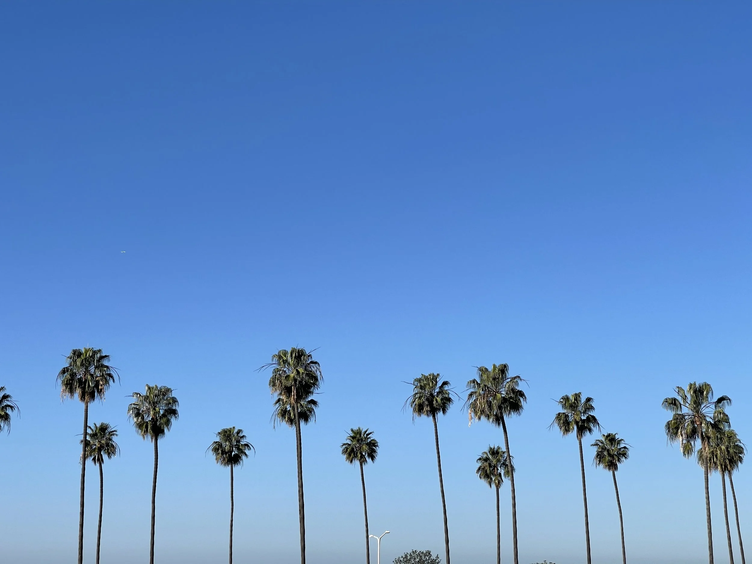 IMG_0355 Polly Ellmann.jpeg