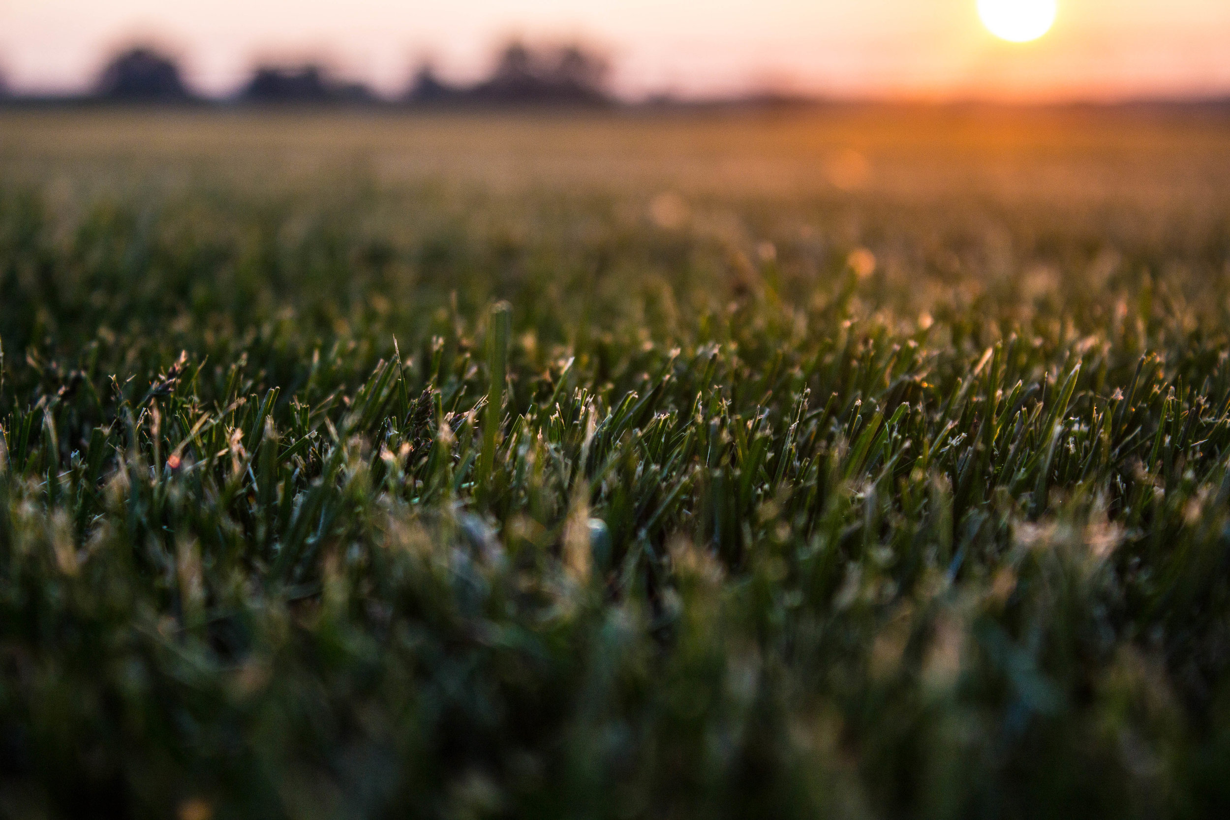 Sunrise on Turf 028.jpg