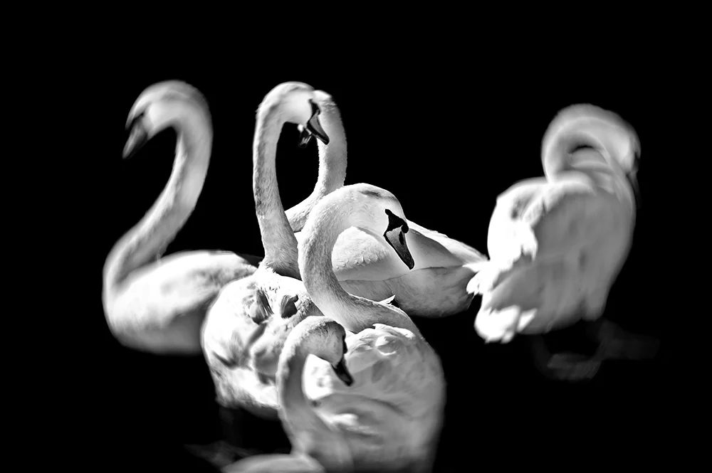 the-swans-dance-01.jpg
