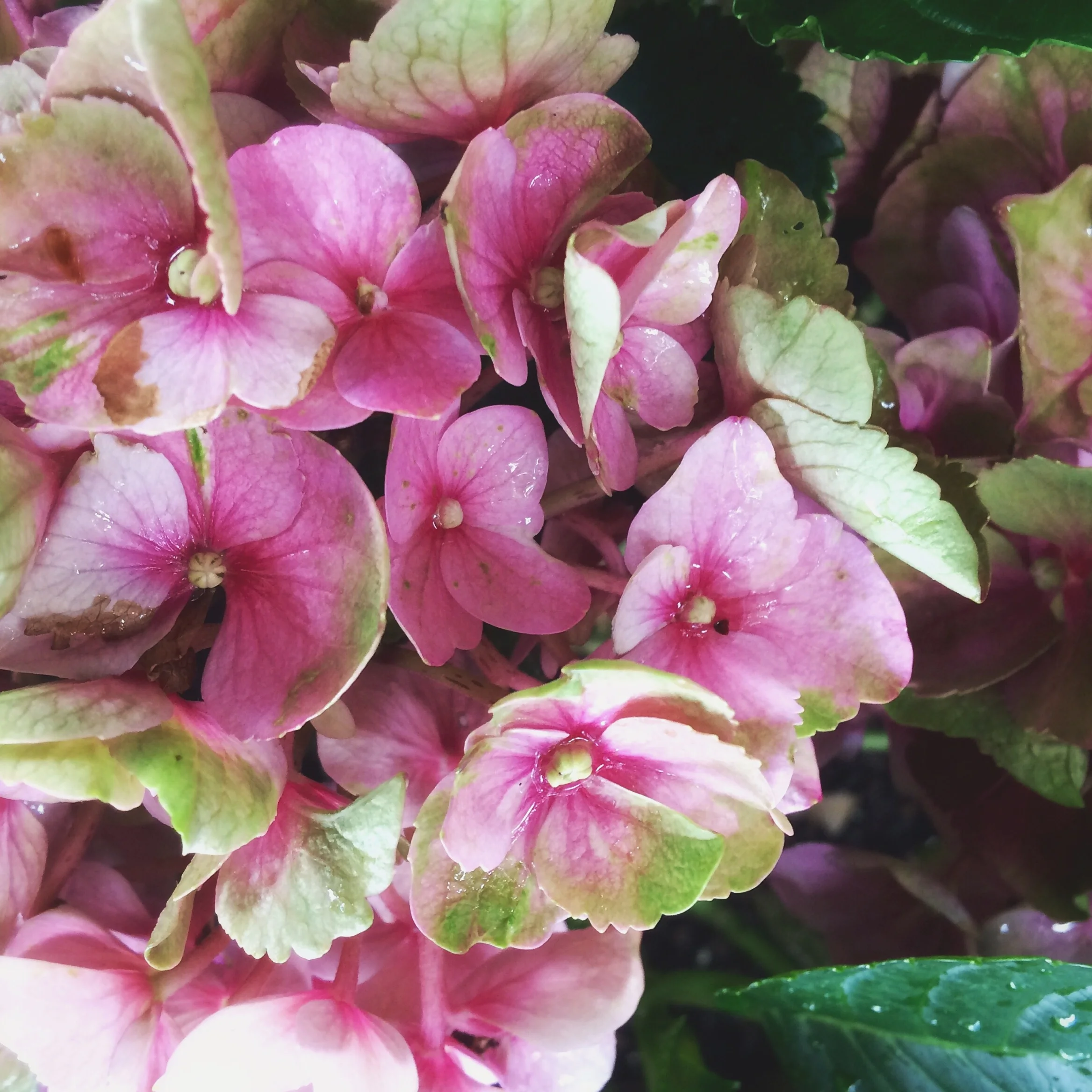Romantic Hydrangea