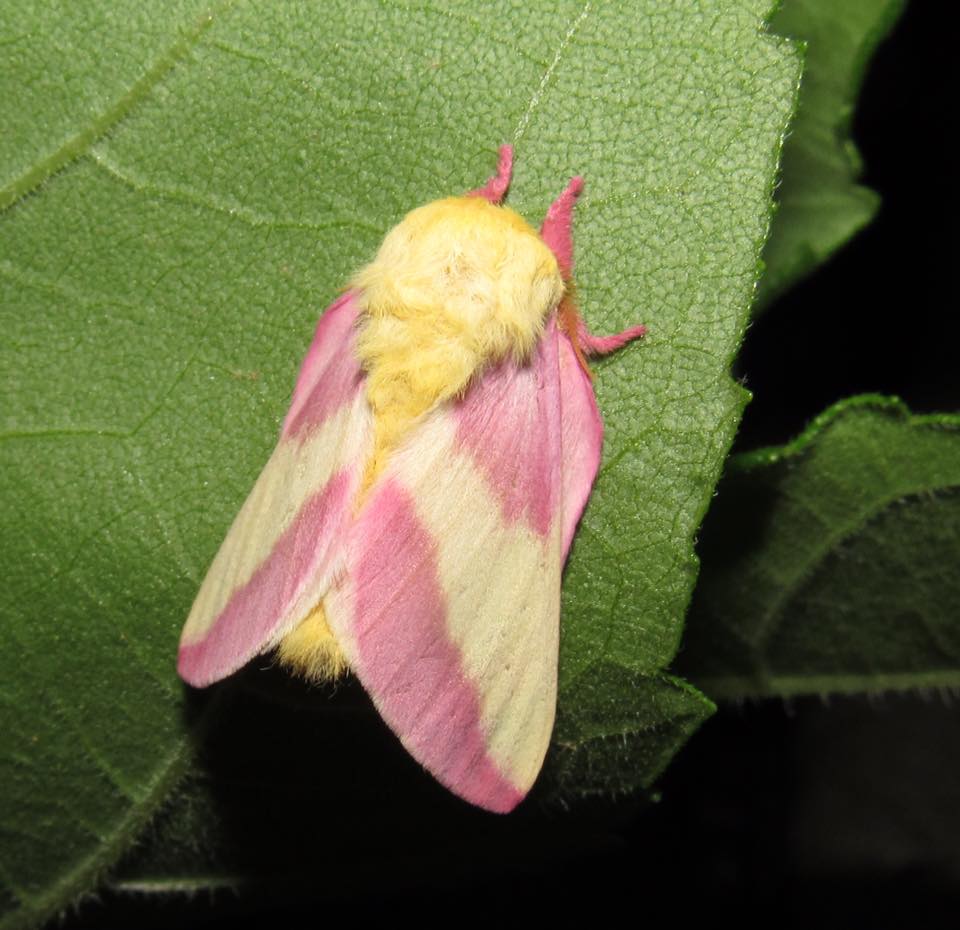 Rosy Maple Moth, Steuben, ME. 