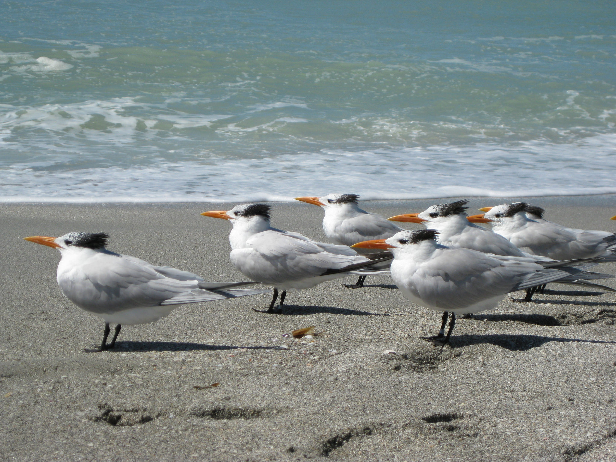 Royal Terns, Gulf Coast, FL. 