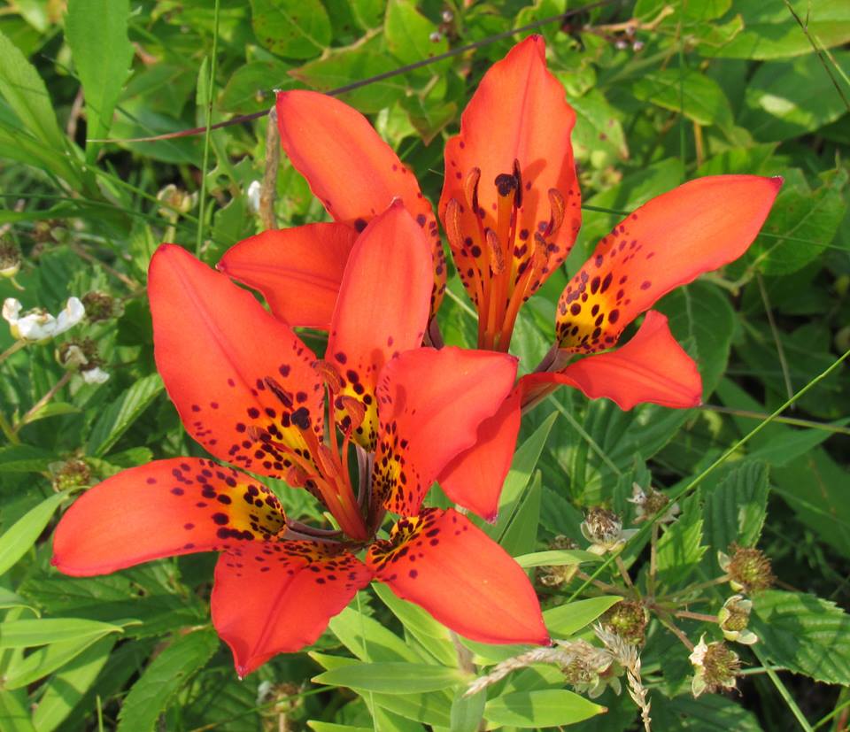 Wood Lily, Beech Hill Preserve, Rockport, ME