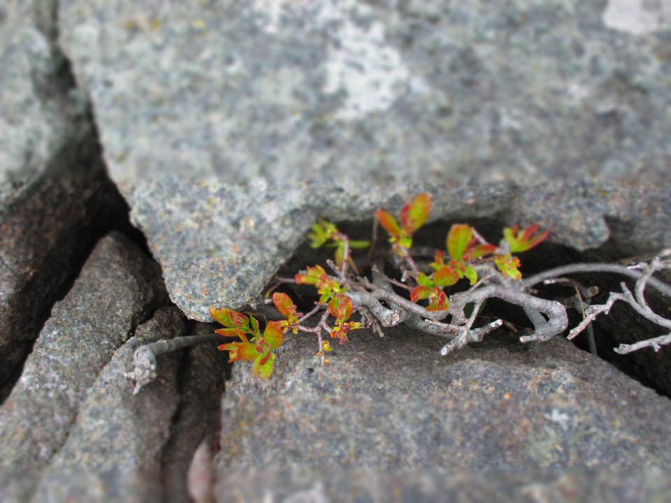 Crevice, Little Moose Island, ME