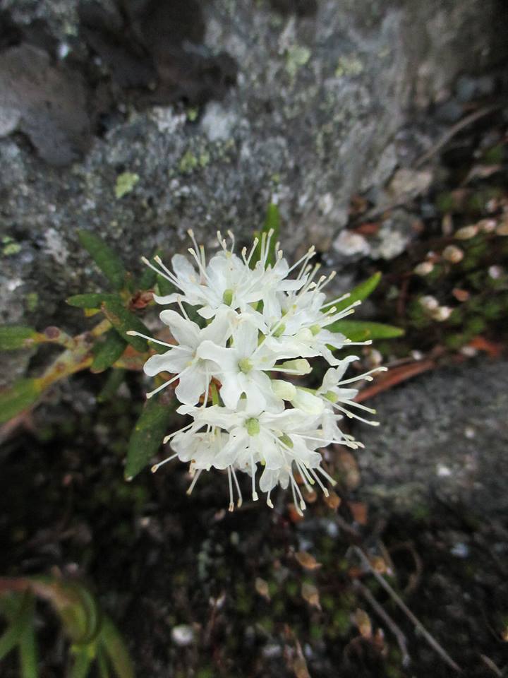 Labrador Tea, Mount Washington, NH