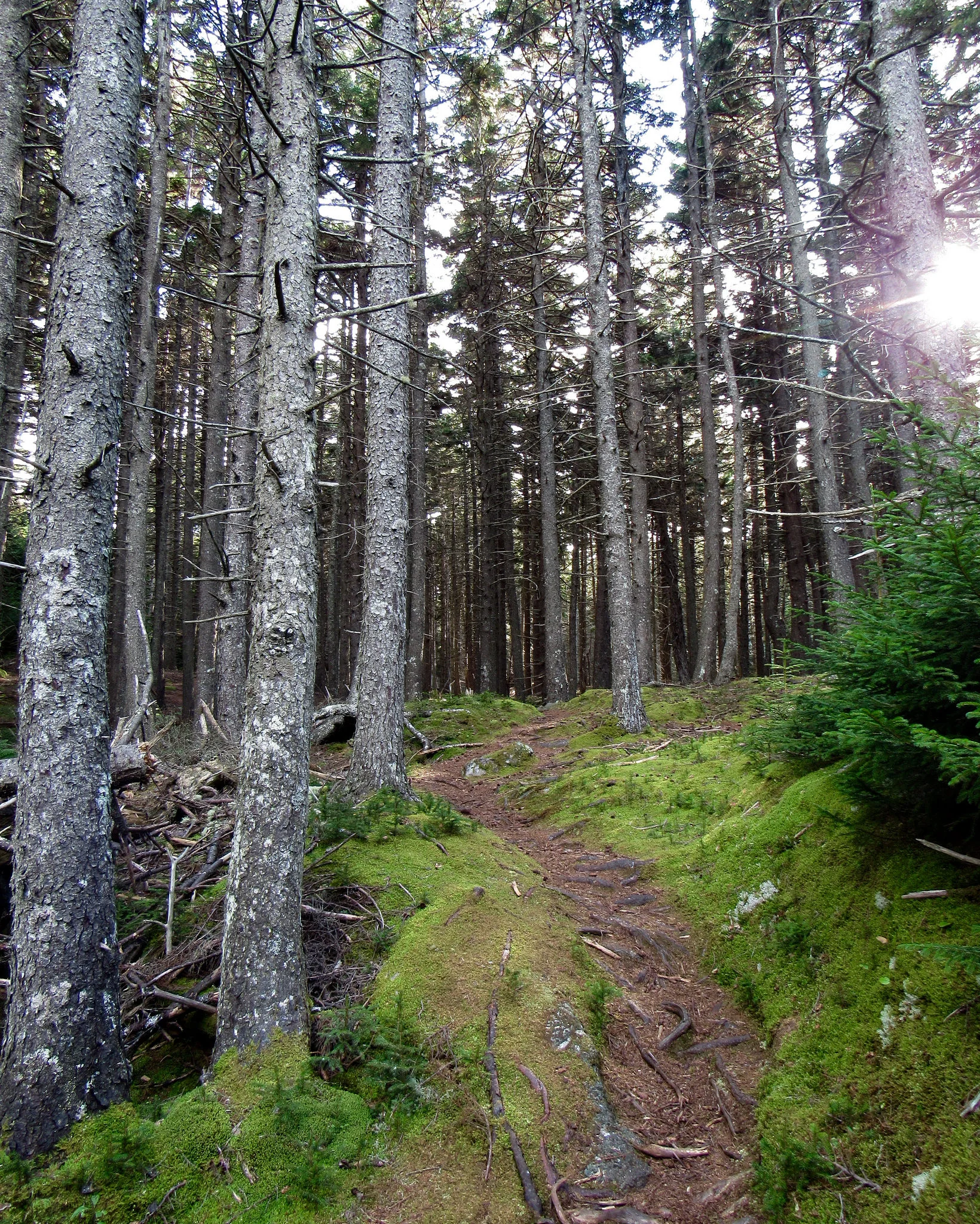 Poetry Reading: Conversations with Trees