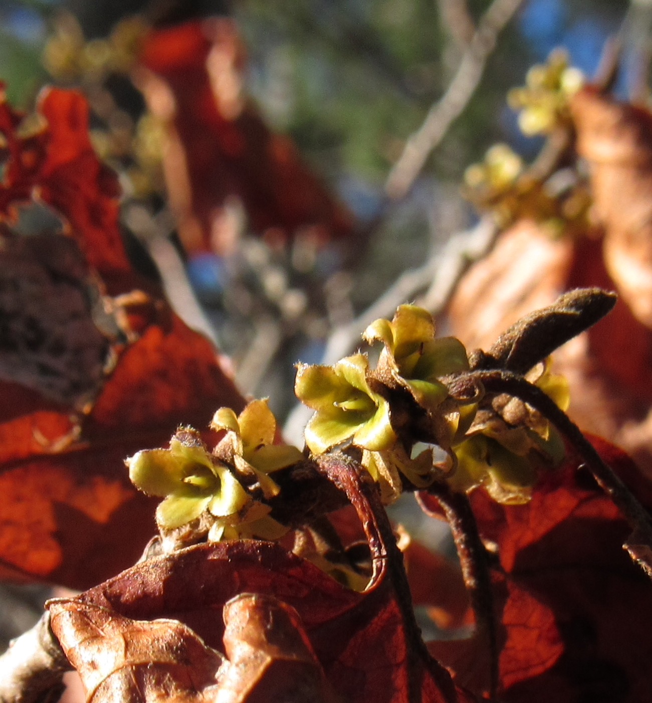 Witch-hazel, Fernalds Neck Preserve, Lincolnville, ME