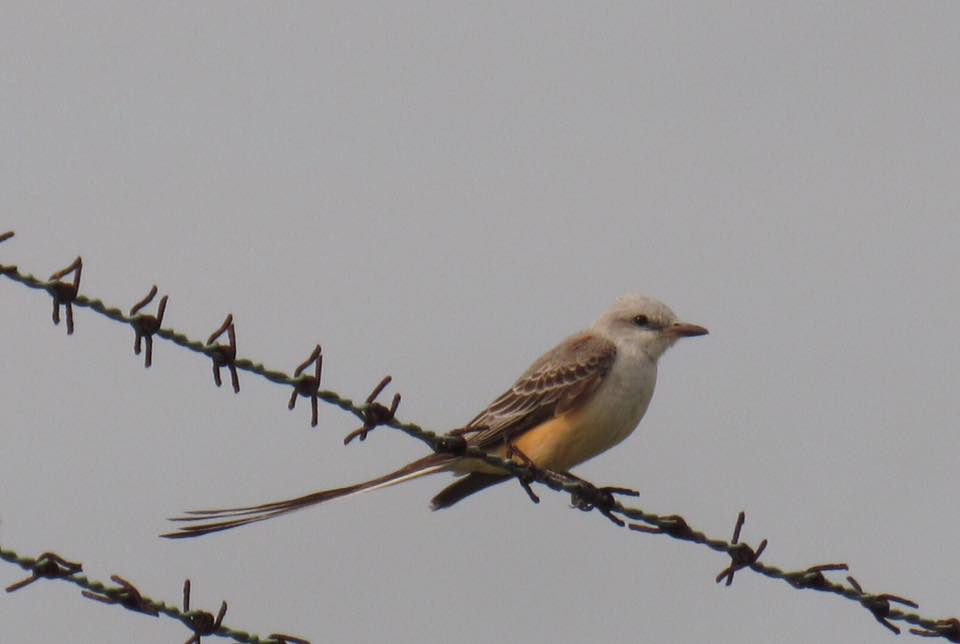 Scissor-tailed Flycatcher, a favorite. Seen in Key West, FL, January 2016.