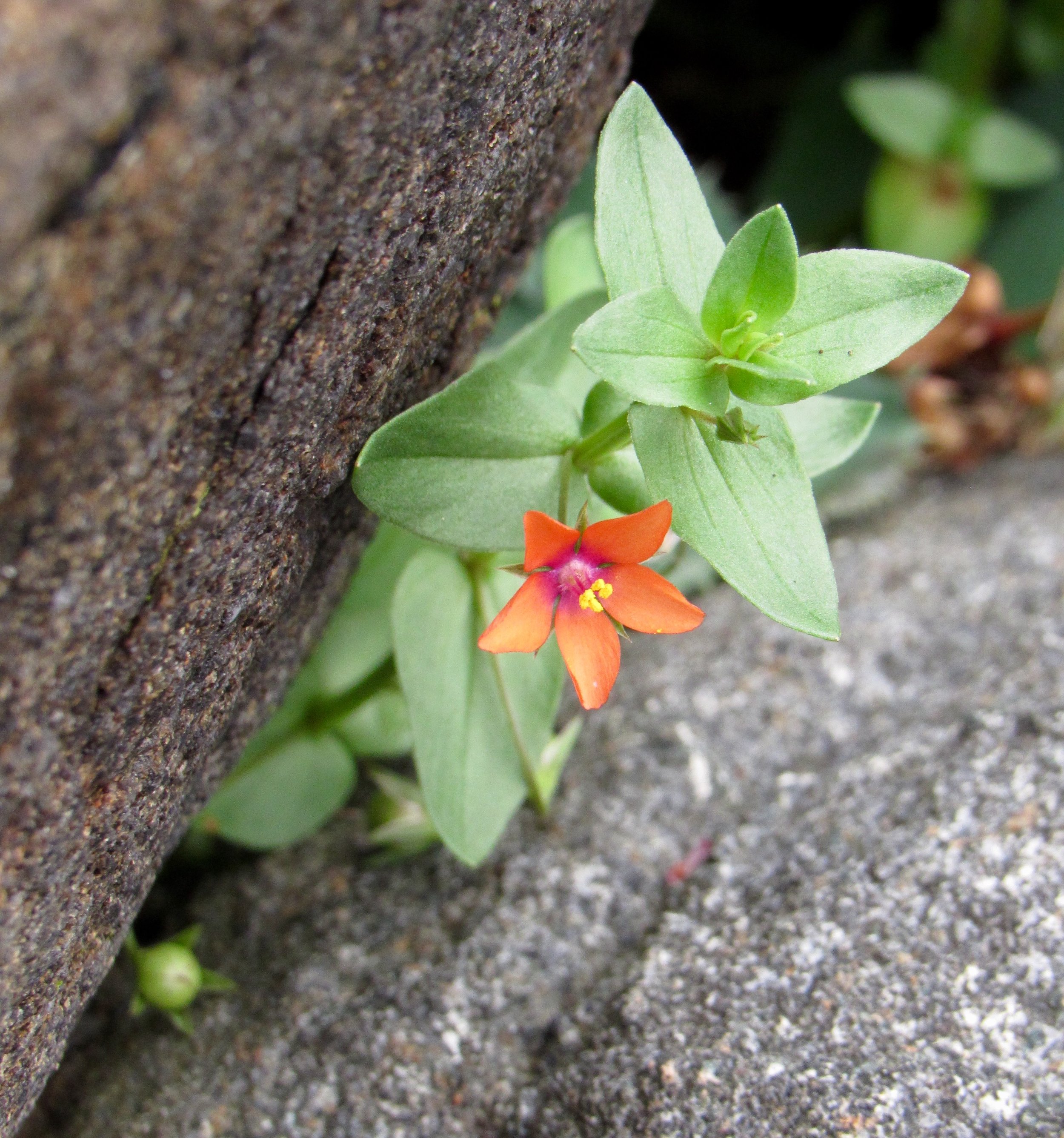 Scarlet Pimpernel, Monhegan, ME