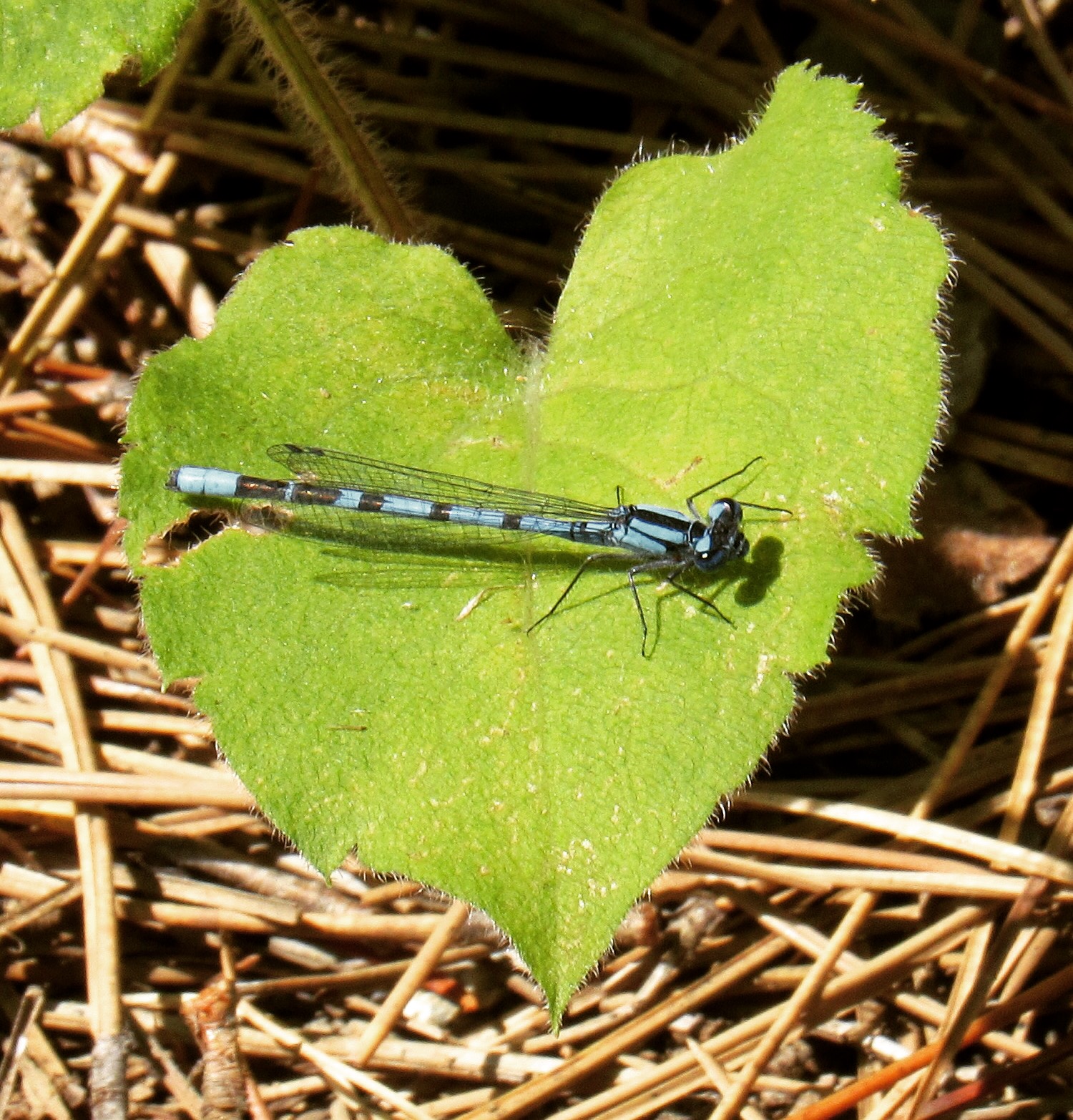 Blue Damselfly and Heart-leaved Aster