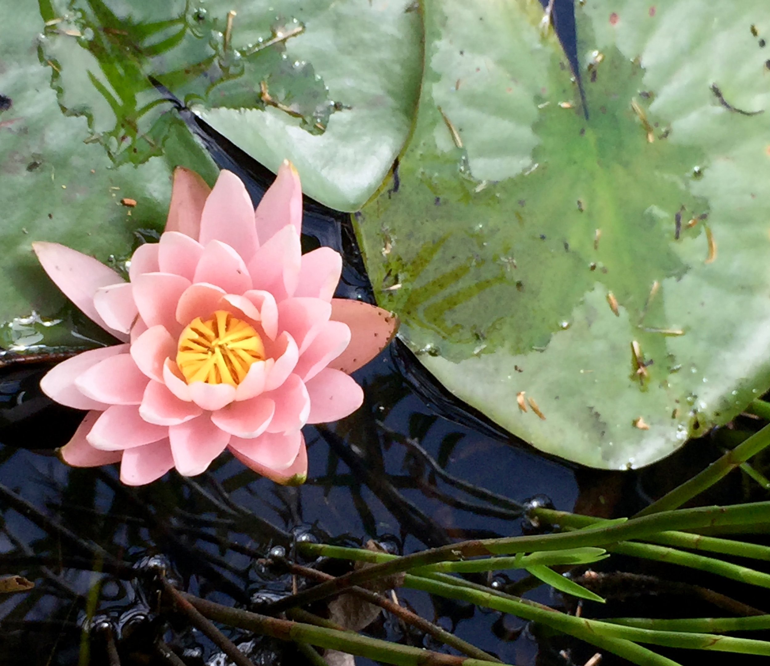 Water Lily, Coastal Maine Botanical Gardens, Boothbay, ME