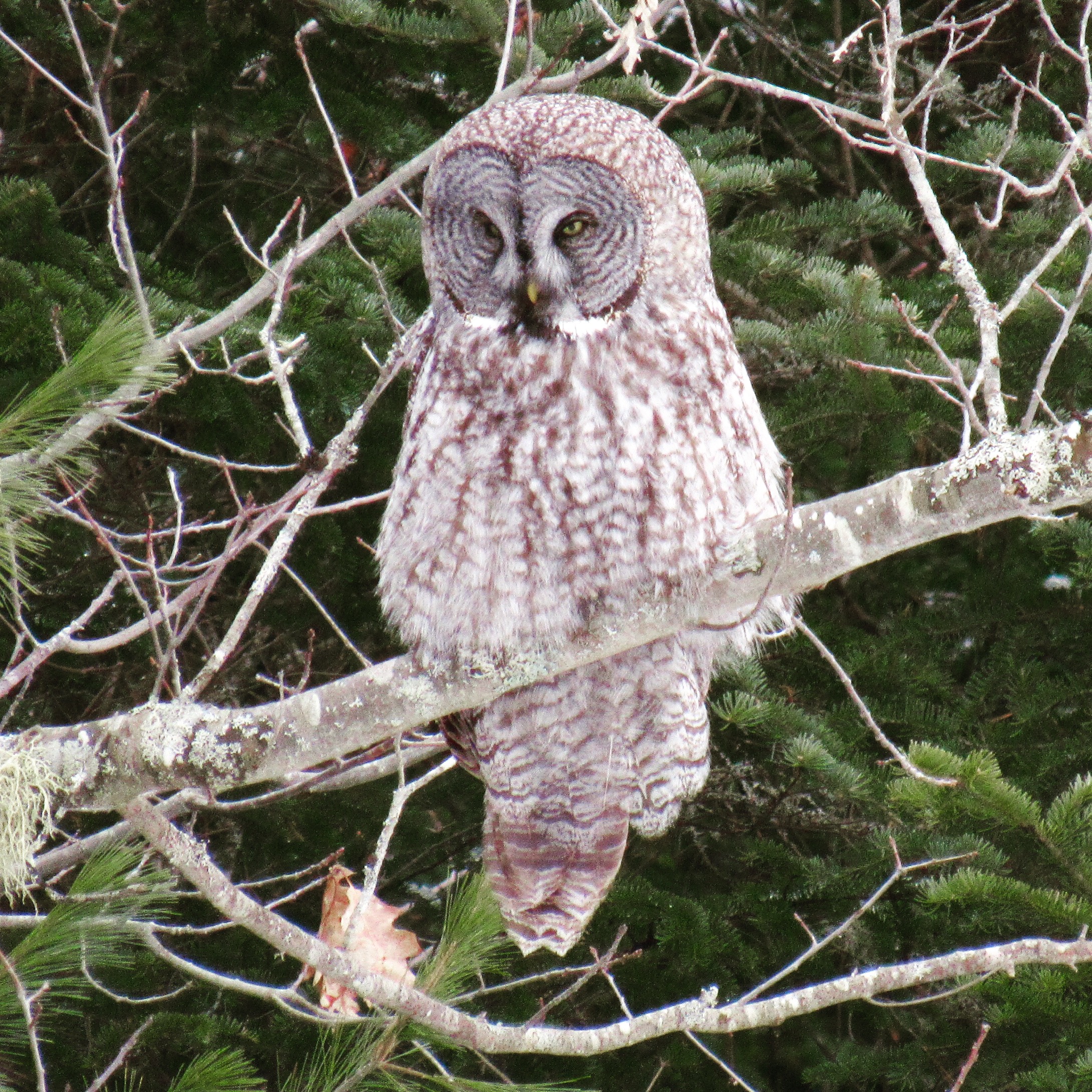 Great Grey Owl, Maine, January 2017