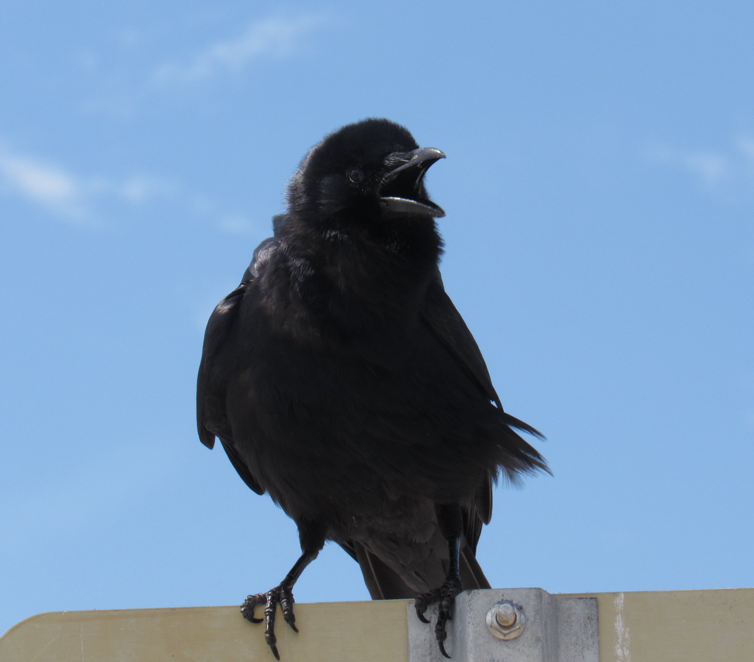 Fish Crow, Sanibel, FL