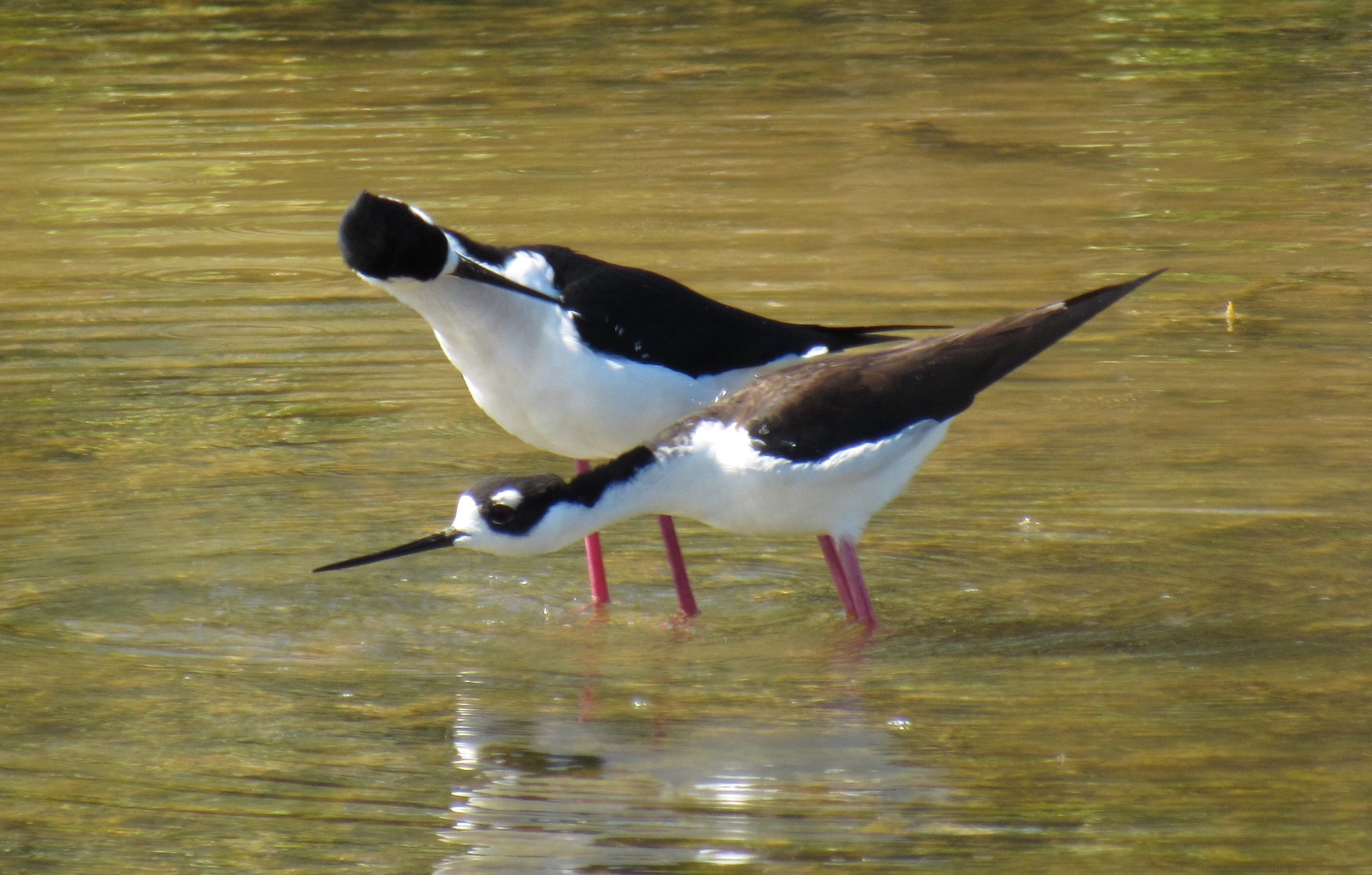 Black-necked Stilt, Sanibel, FL