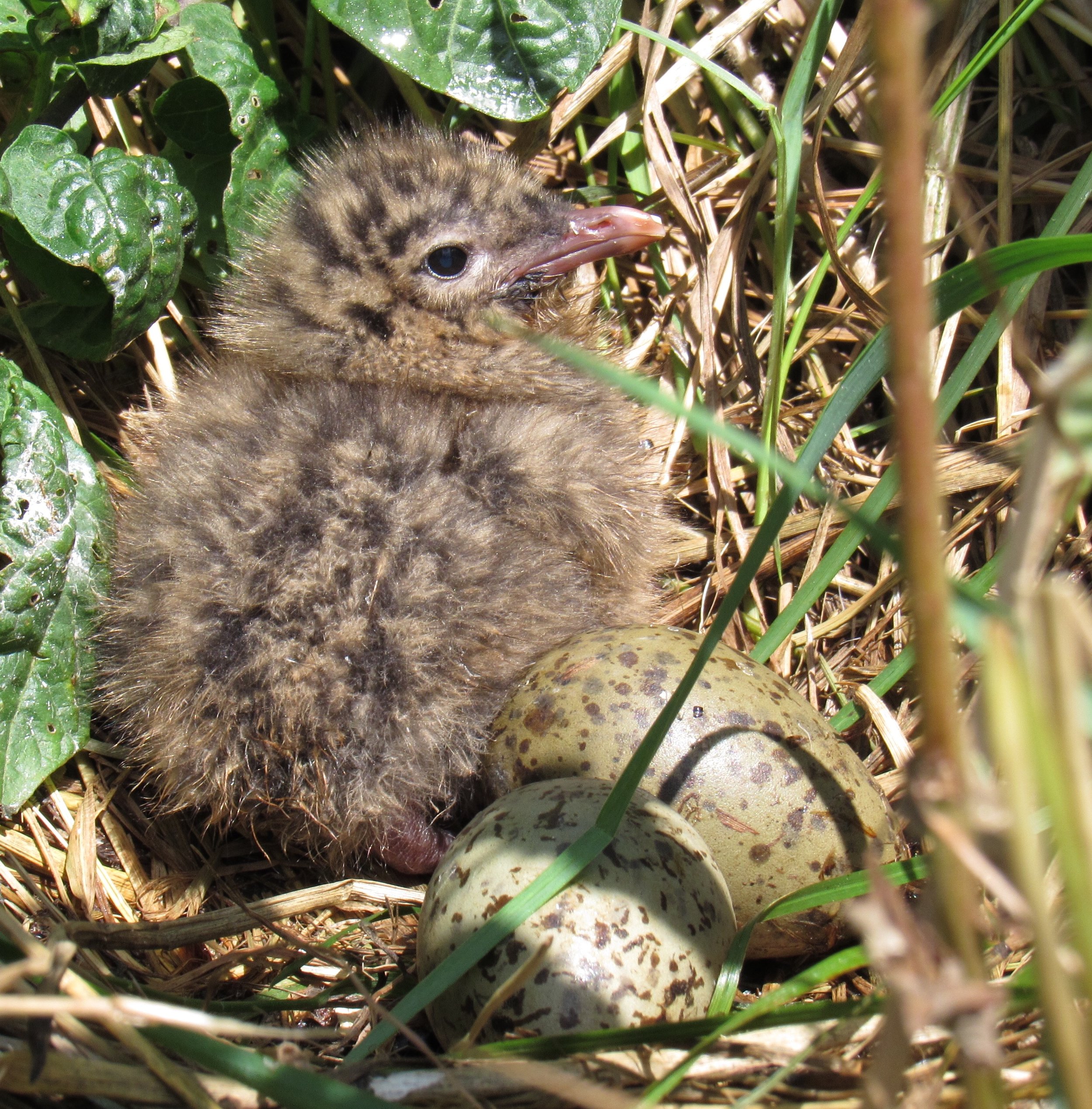 Laughing Gull chick, Eastern Egg Rock, ME
