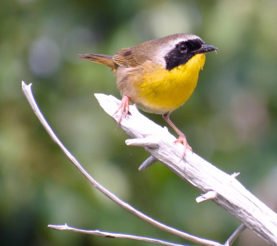 Spring Bird Outing at Beech Hill Preserve