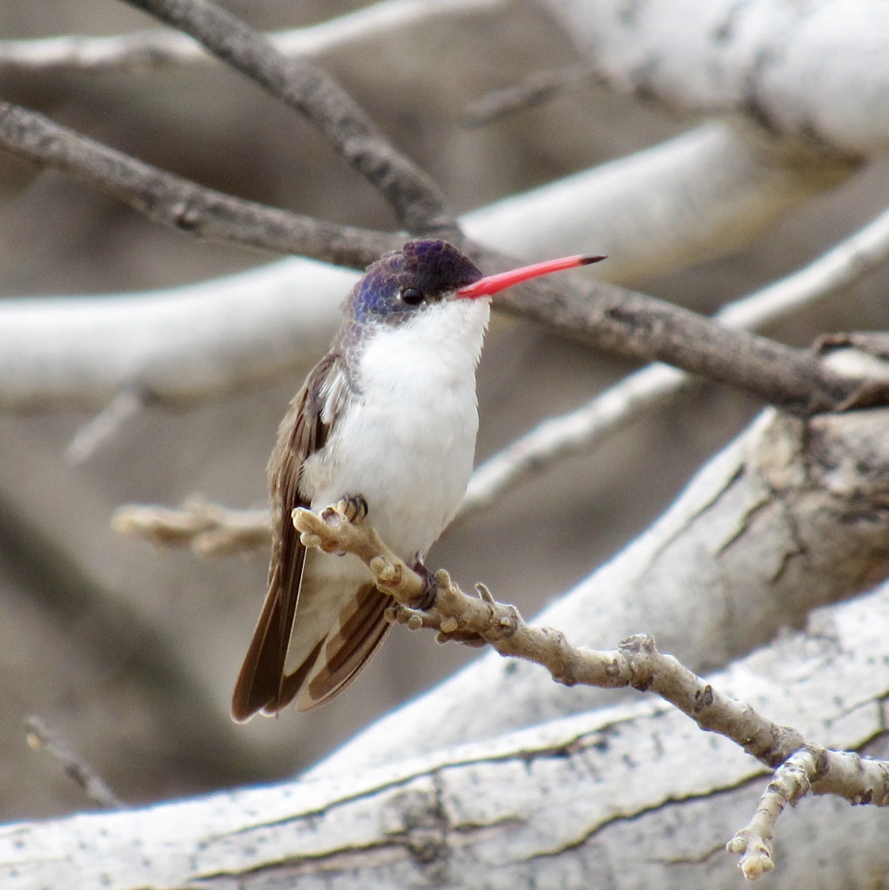 Violet-crowned Hummingbird. Seen in Patagonia. AZ, March 2018 at The Nature Conservancy’s Patagonia-Sonoita Creek Preserve.