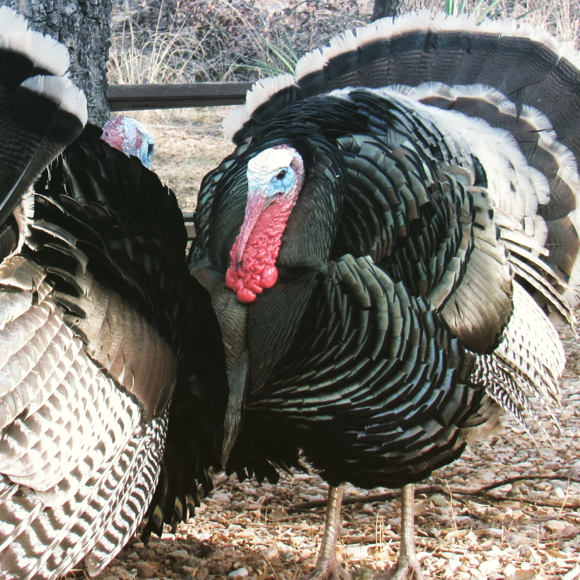 November 22: Thanksgiving