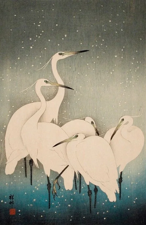 30 January 2019 (egrets)