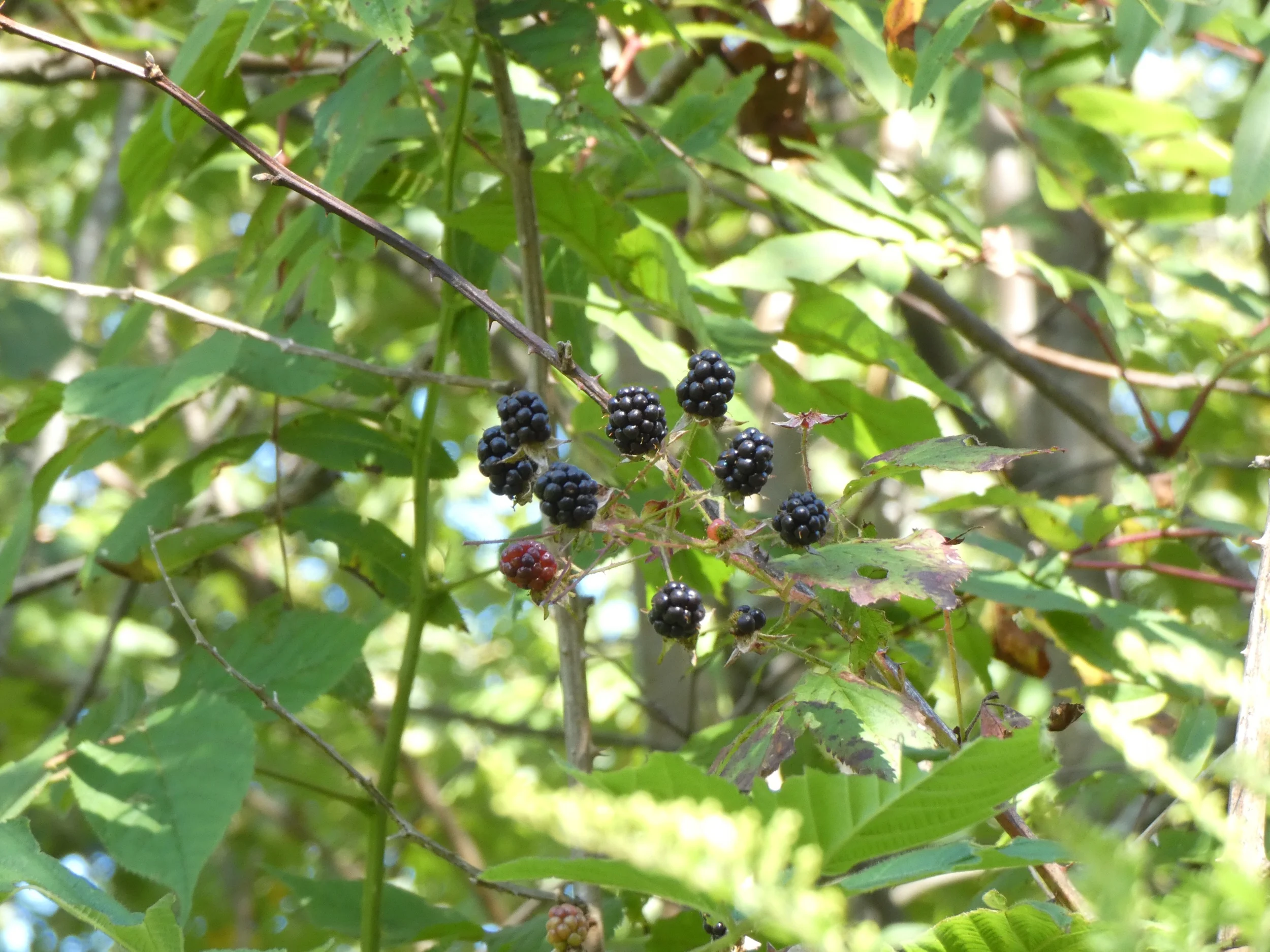 1 September 2019 (blackberries)