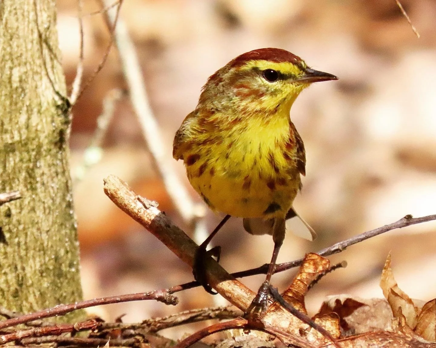 Bird Walk at the Ducktrap River Preserve