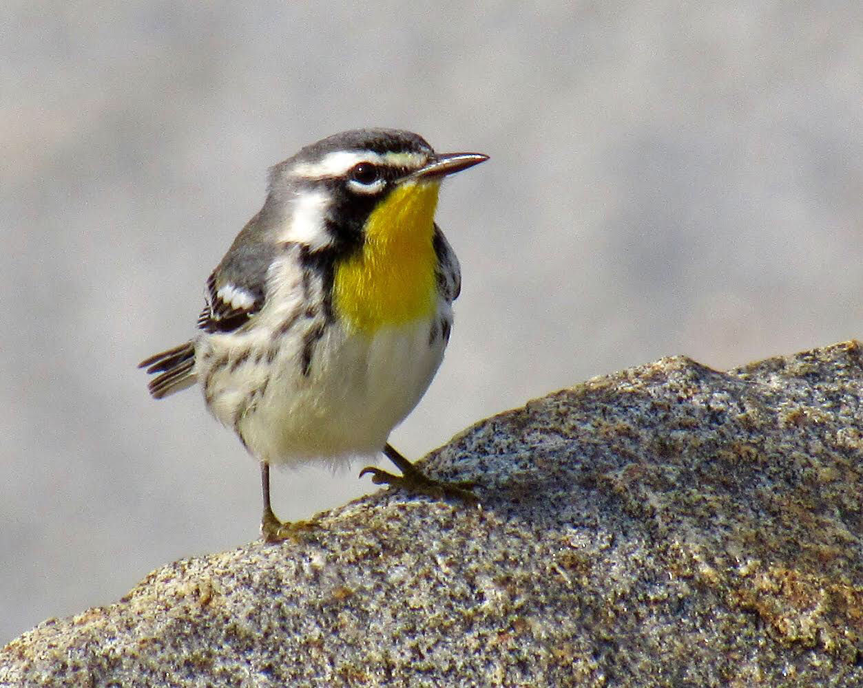 Presentation: Fall Birding on Monhegan Island